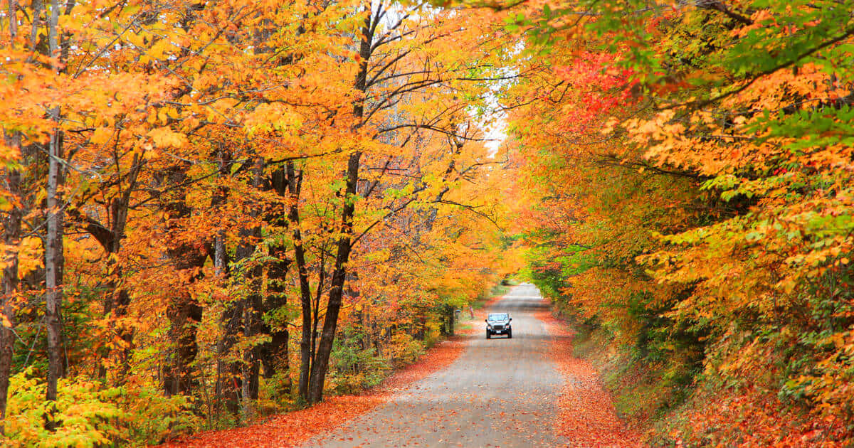 Scenic Fall Road With Colorful Foliage Wallpaper