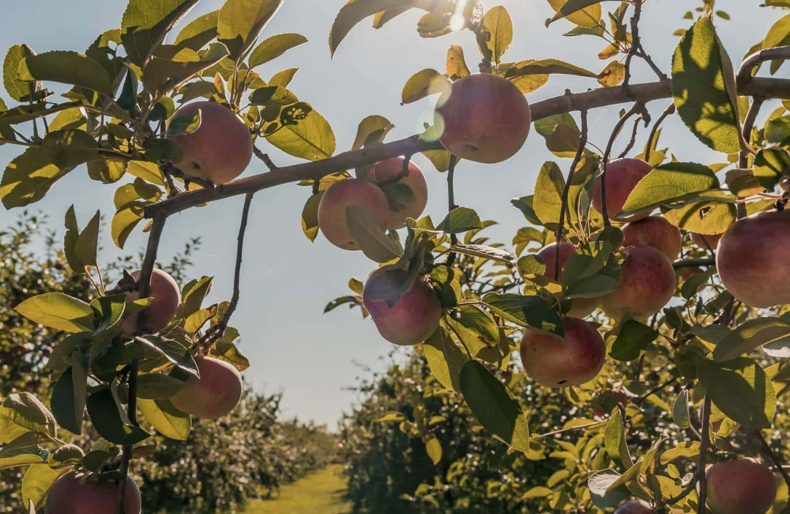 Scenic View Of A Lush Apple Orchard Wallpaper