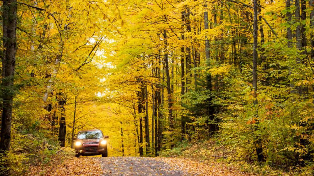 Scenic View Of A Peaceful Fall Road Wallpaper