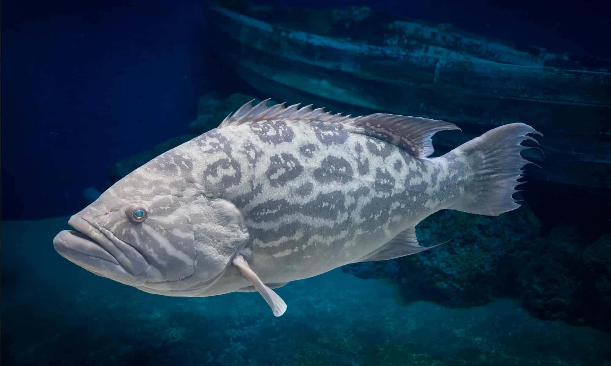 Scenic View Of A Tropical Grouper Fish Swimming In Vibrant Coral Reef. Wallpaper