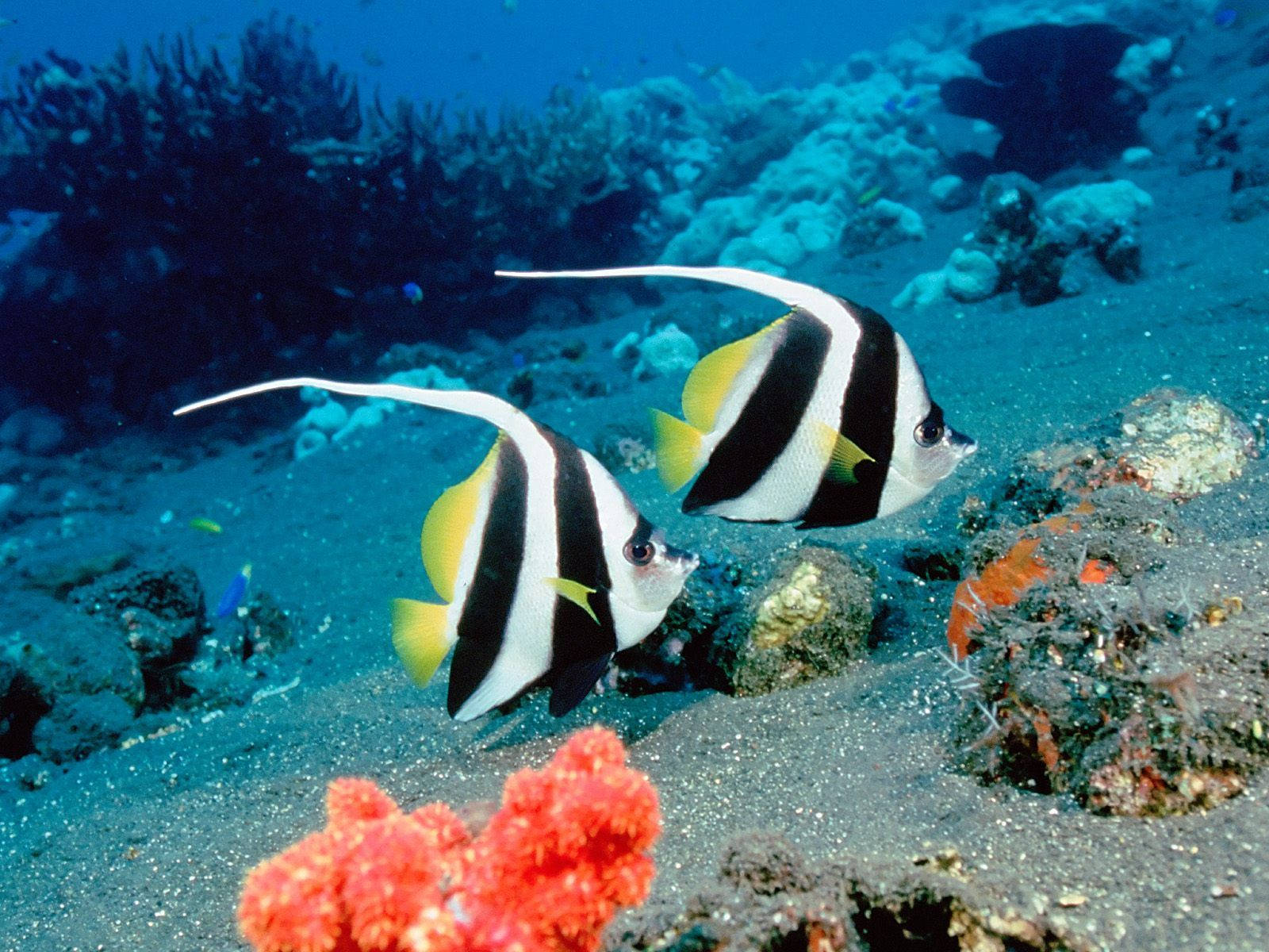 Schooling Bannerfish Beautiful Fish Wallpaper