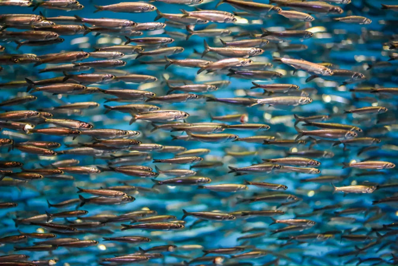 Schoolof Anchovies Swimming Wallpaper