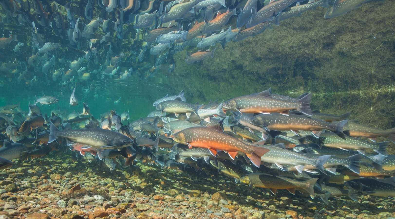 Schoolof Arctic Char Underwater Wallpaper