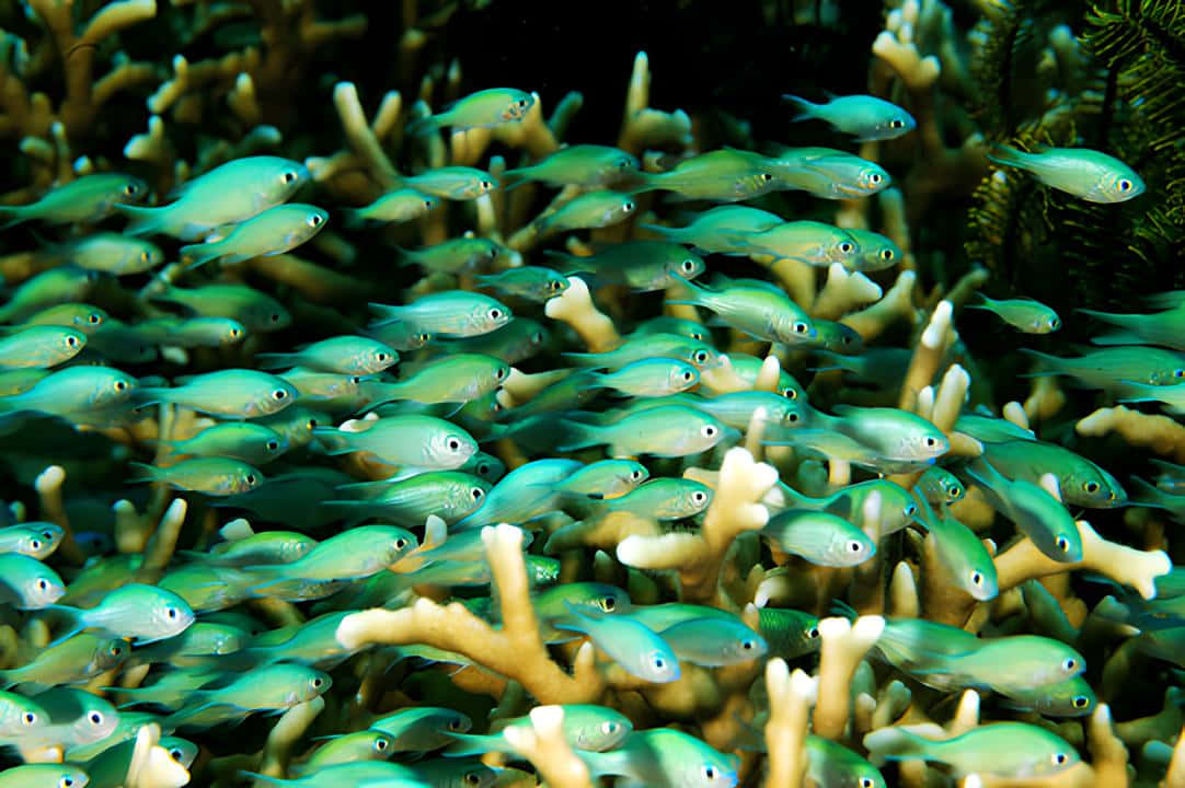 Schoolof Chromis Fish Wallpaper