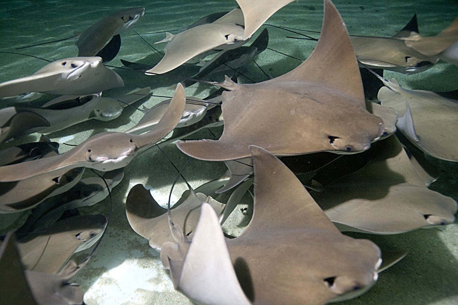 Schoolof Cownose Rays Swimming Wallpaper