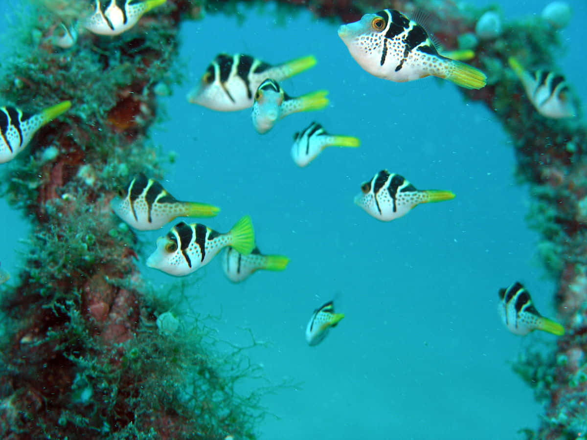 Schoolof Filefish Swimming Near Reef Wallpaper