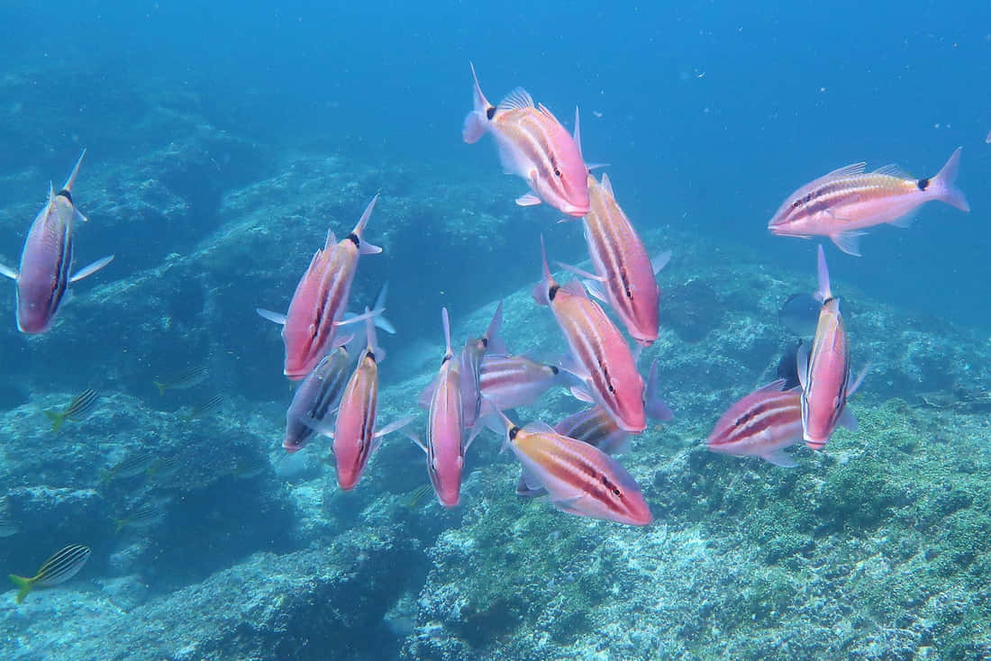 Schoolof Goatfish Underwater.jpg Wallpaper