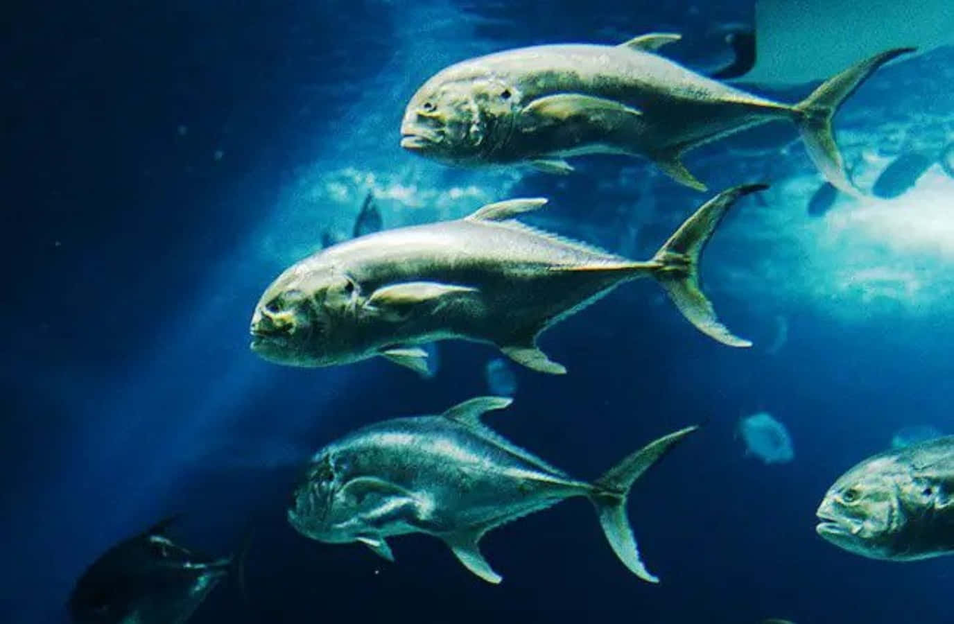 Schoolof Jack Fish Swimming Underwater.jpg Wallpaper