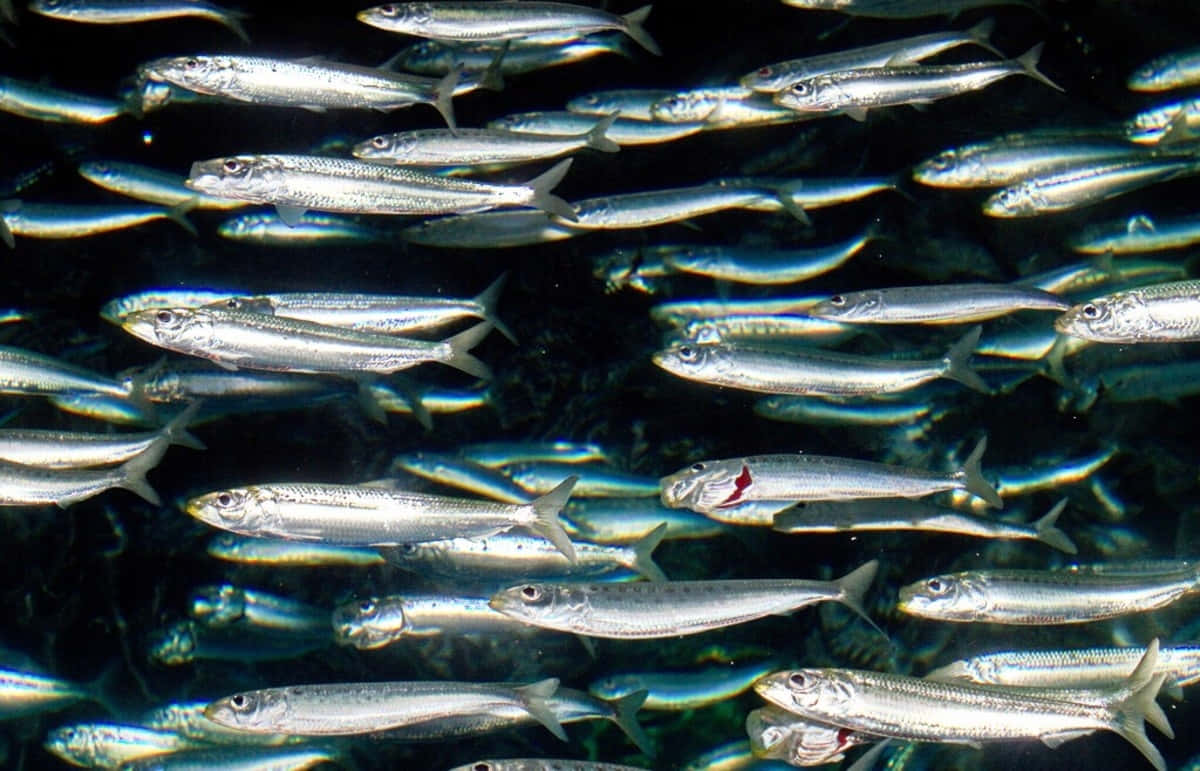 Schoolof Pacific Herring Swimming Wallpaper