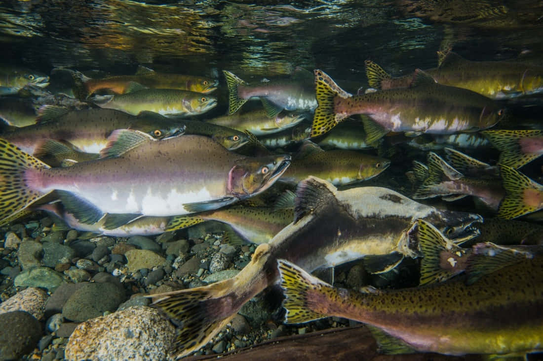 Schoolof Pink Salmon Underwater Wallpaper