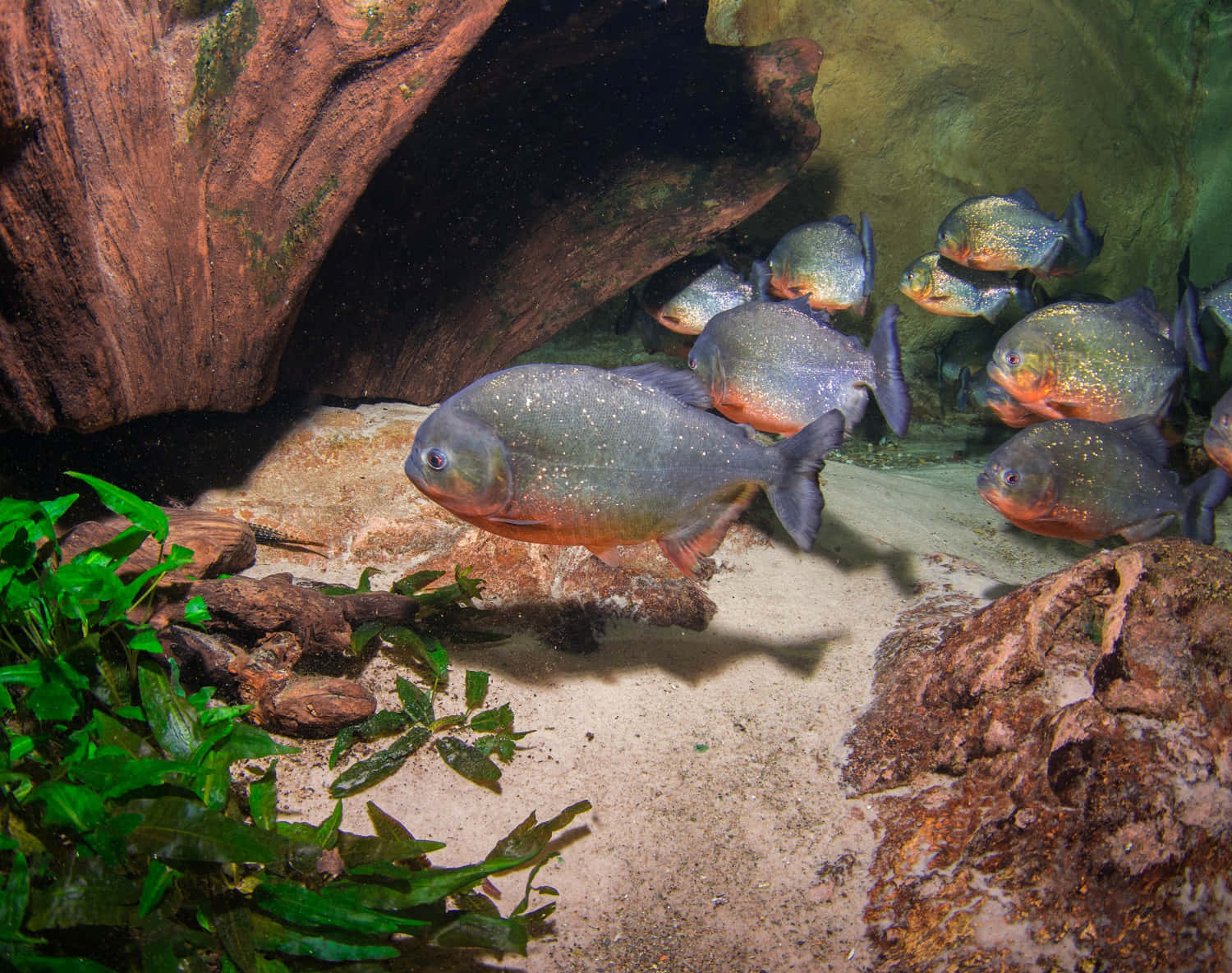 Schoolof Piranhas Underwater Wallpaper