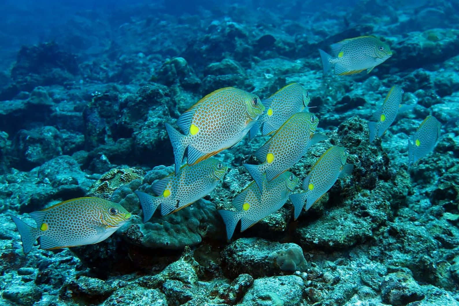 Schoolof Rabbitfish Underwater Wallpaper