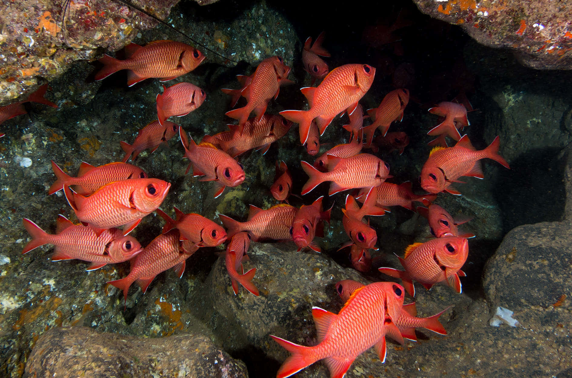 Schoolof Red Squirrelfish Underwater Wallpaper