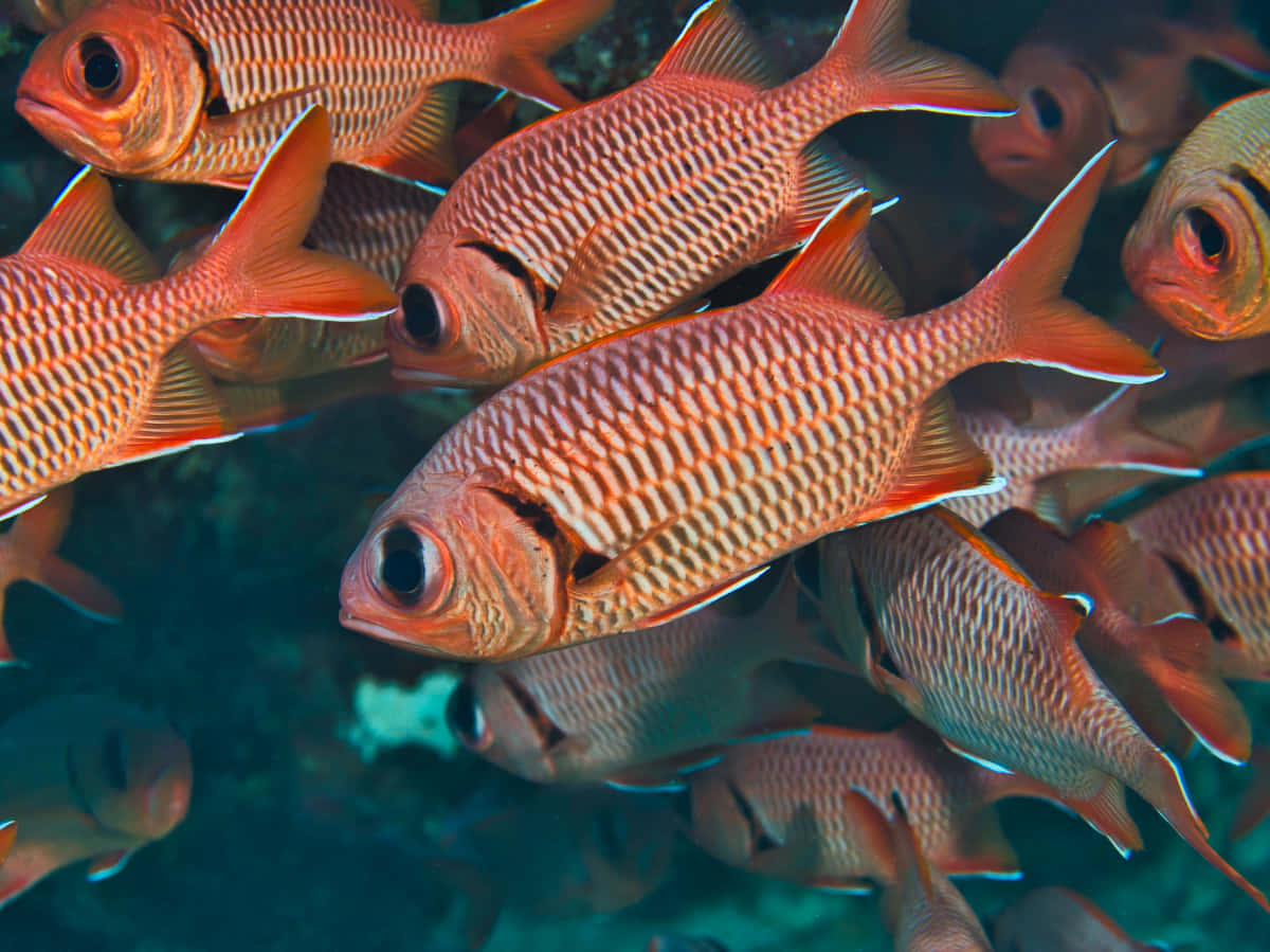 Schoolof Soldierfish Underwater Wallpaper