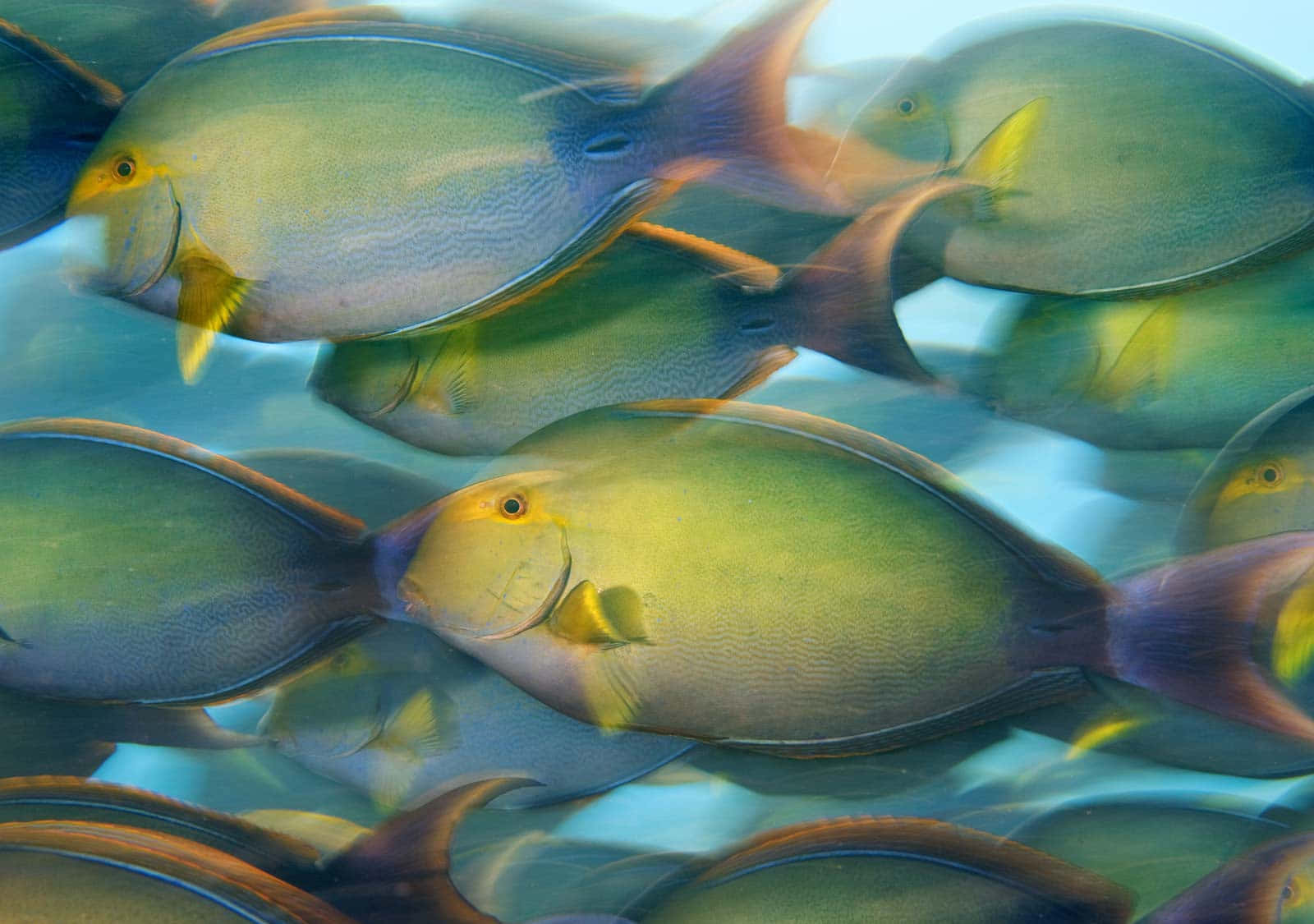 Schoolof Surgeonfish Swimming Wallpaper