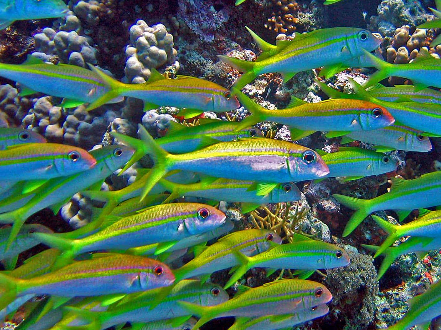 Schoolof Yellow Goatfish Underwater Wallpaper