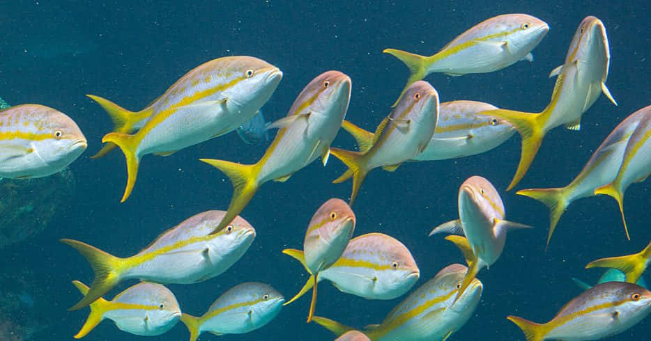 Schoolof Yellowtail Snapper Fish Wallpaper