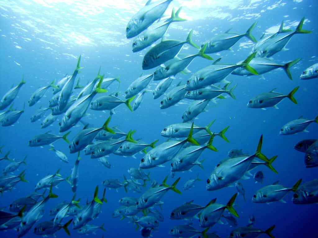 Schoolof Yellowtail Snapper Underwater Wallpaper