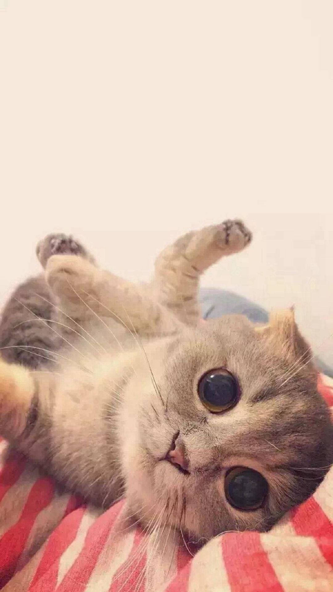 Scottish Fold With Big Eyes Cat Iphone Wallpaper