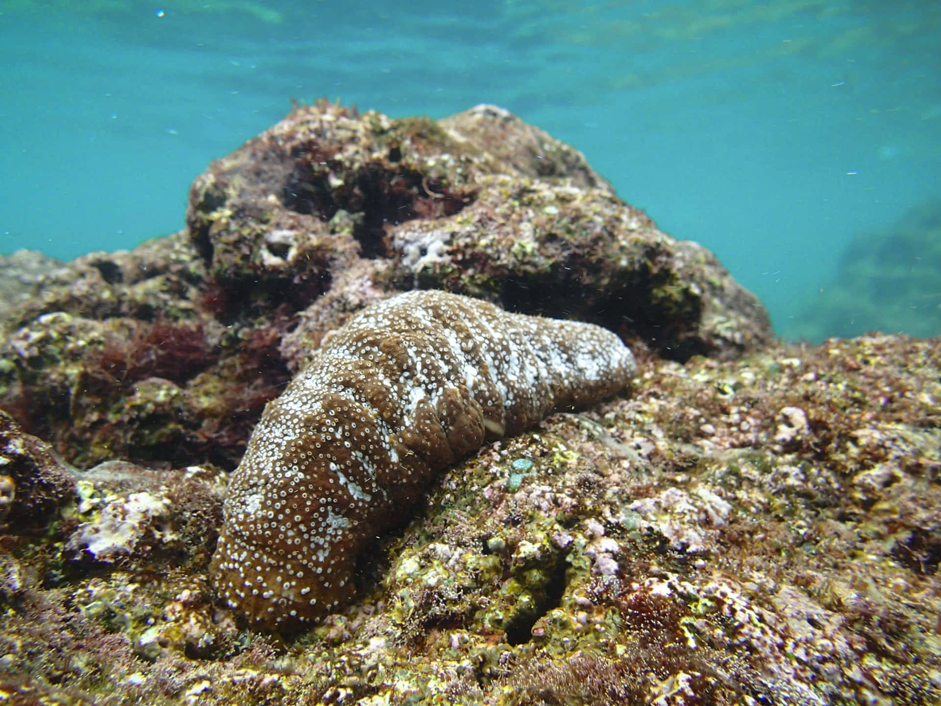 Sea Cucumber In Natural Habitat Wallpaper