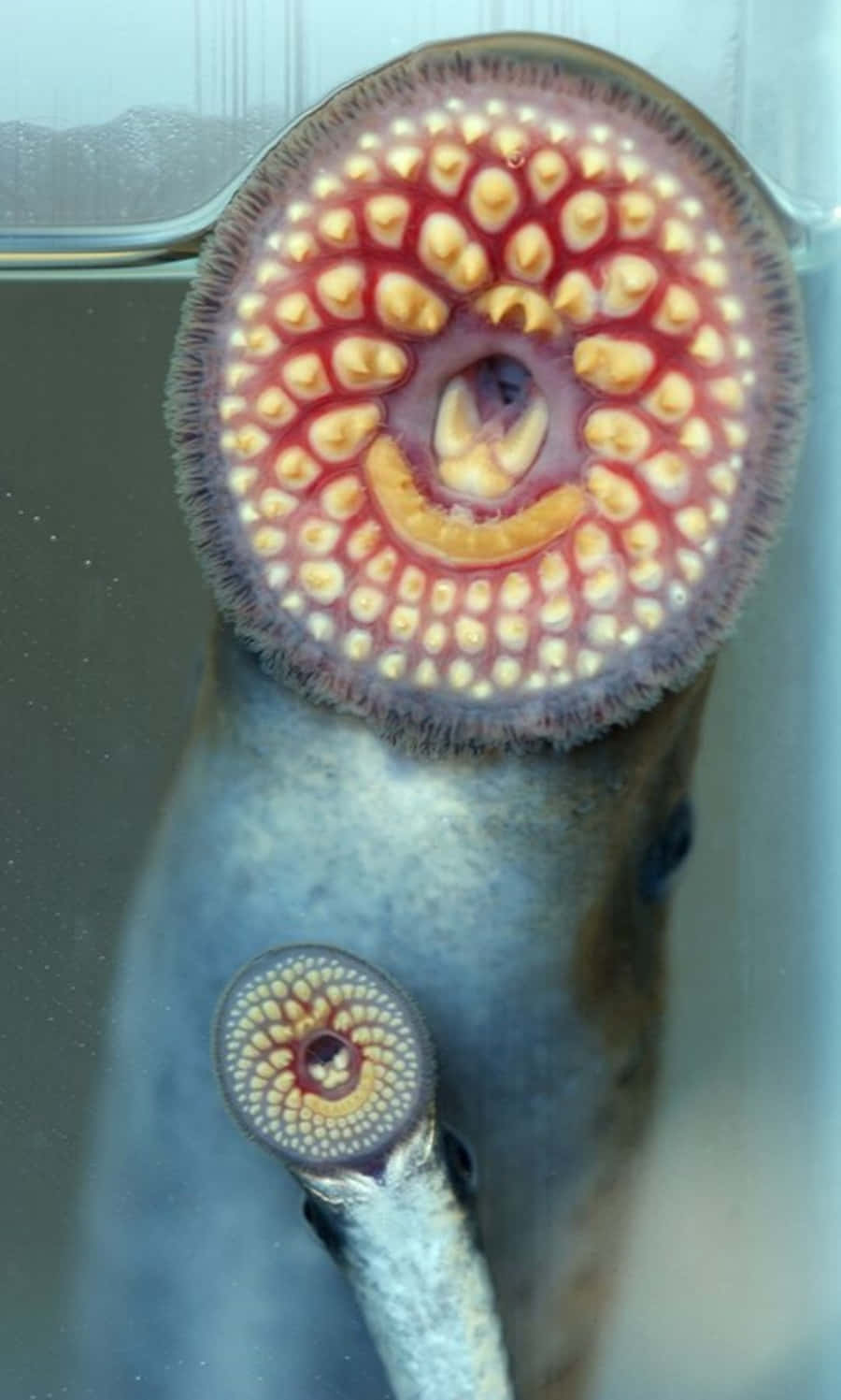 Sea Lamprey Attachedto Fish Wallpaper