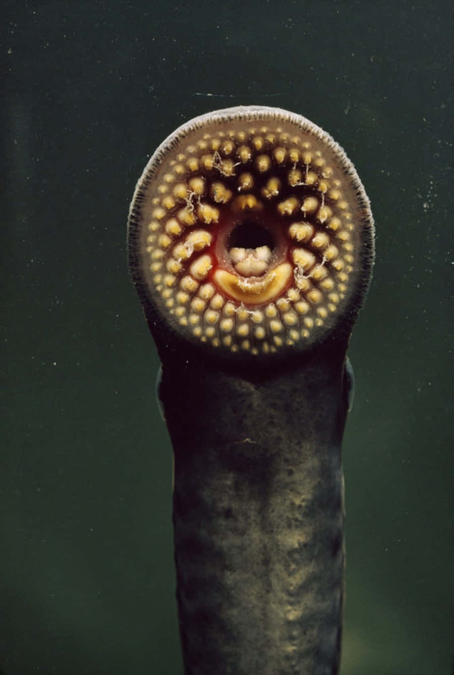 Sea Lamprey Close Up Wallpaper