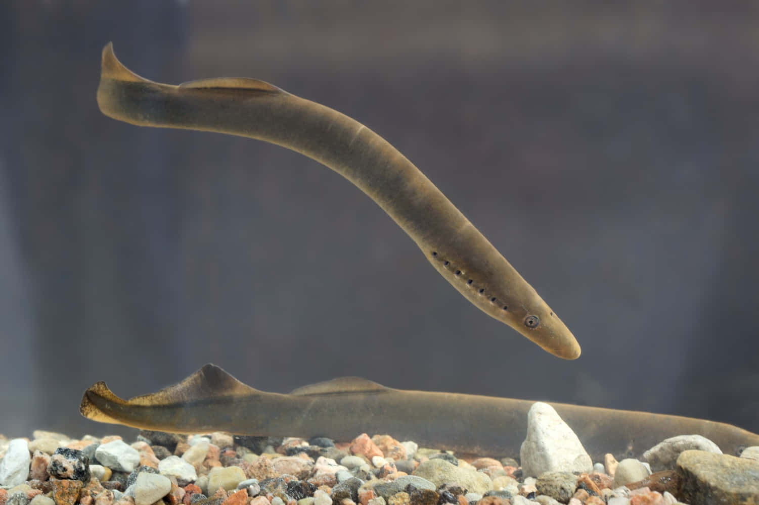 Sea Lamprey In Aquatic Environment Wallpaper