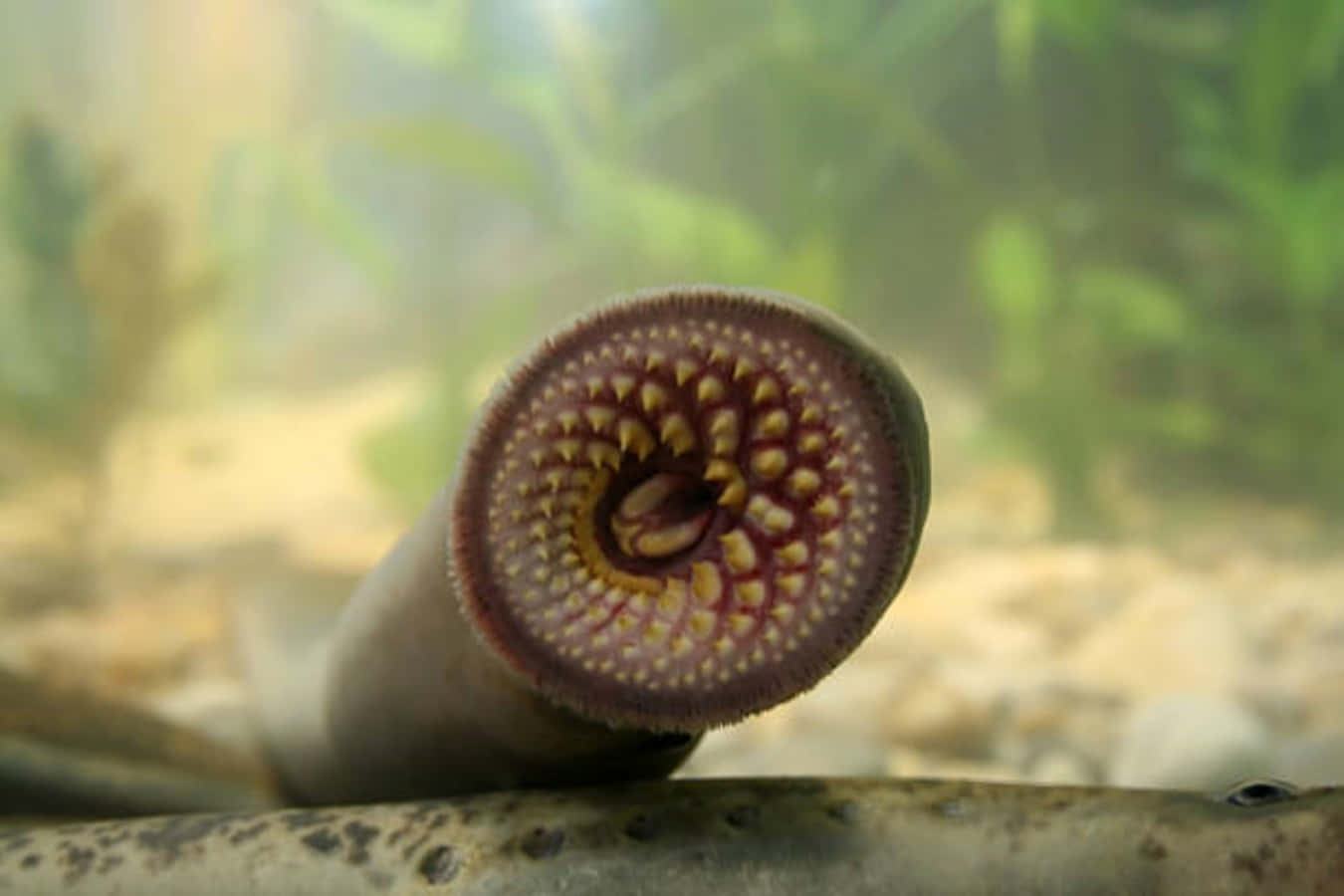 Sea Lamprey Mouth Close Up Wallpaper