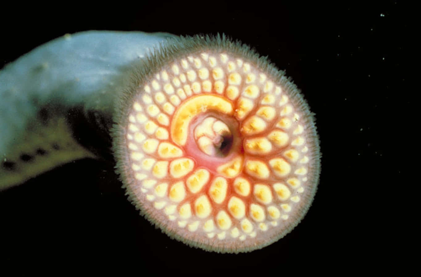 Sea Lamprey Mouth Closeup Wallpaper