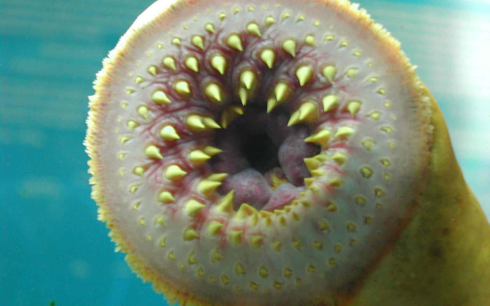 Sea Lamprey Mouth Closeup Wallpaper