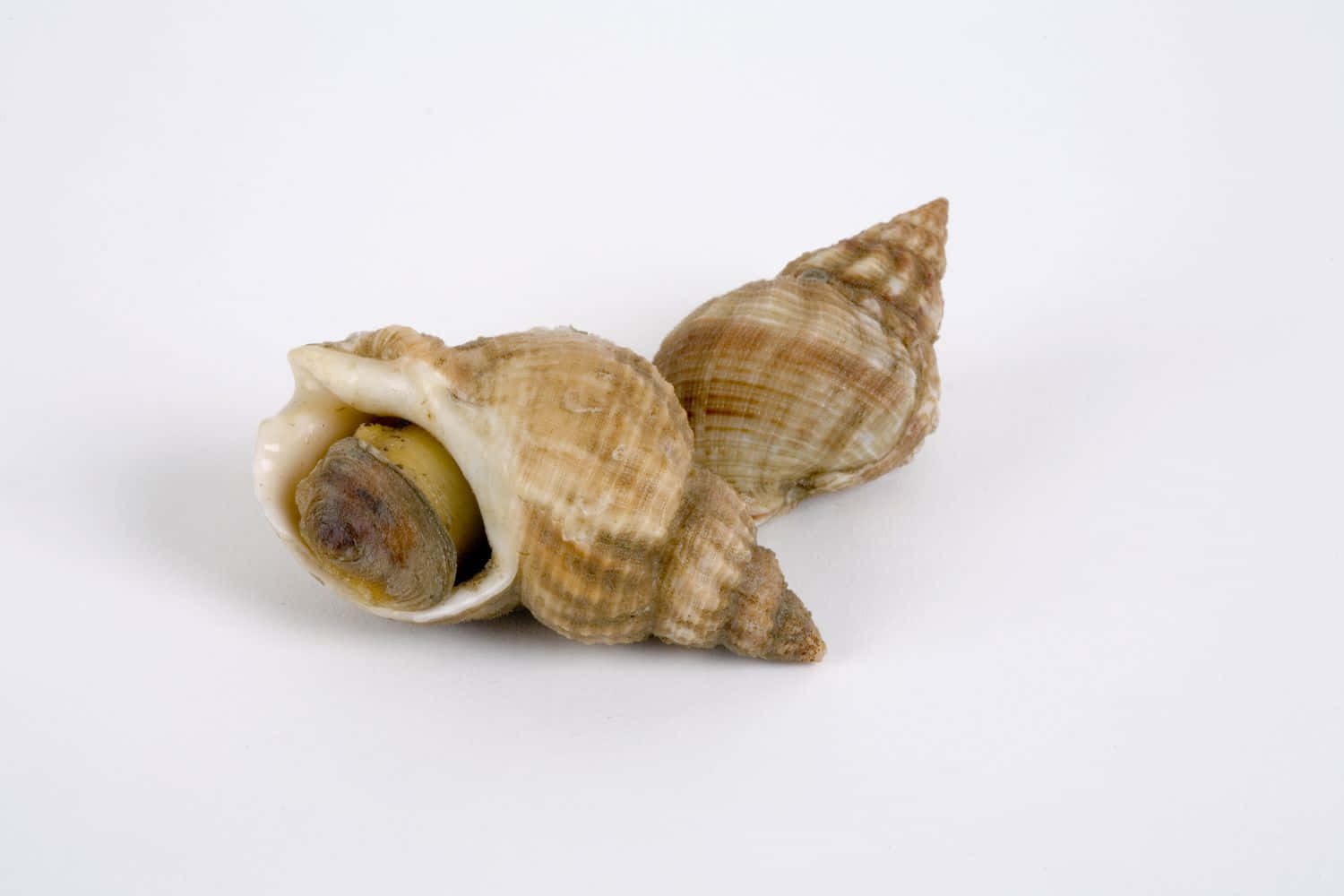 Sea Snail Emerging From Shell Wallpaper