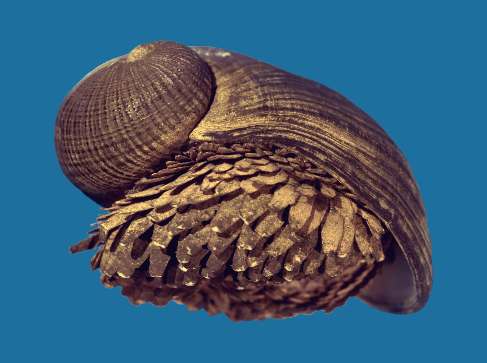 Sea Snailon Pinecone.jpg Wallpaper