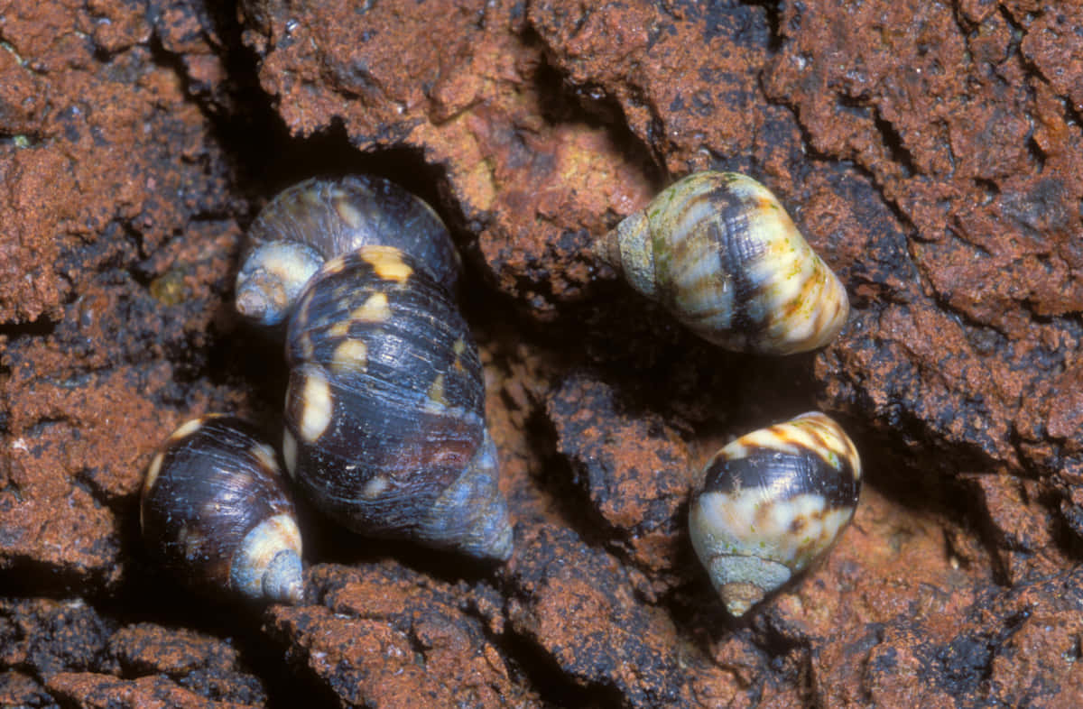 Sea_ Snails_on_ Rocky_ Surface.jpg Wallpaper