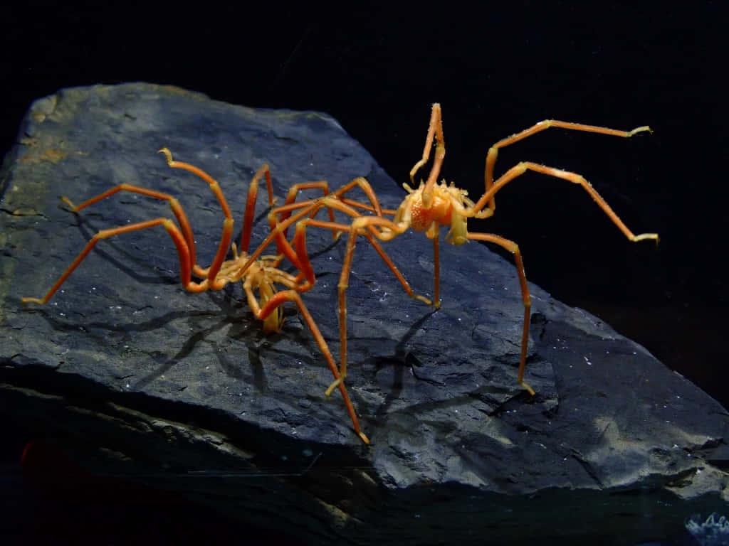 Sea Spider On Rock Wallpaper