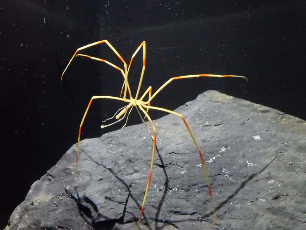 Sea Spider On Rock Wallpaper