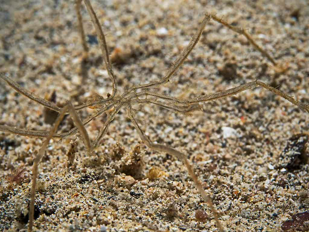 Sea Spider On Sandy Bottom Wallpaper