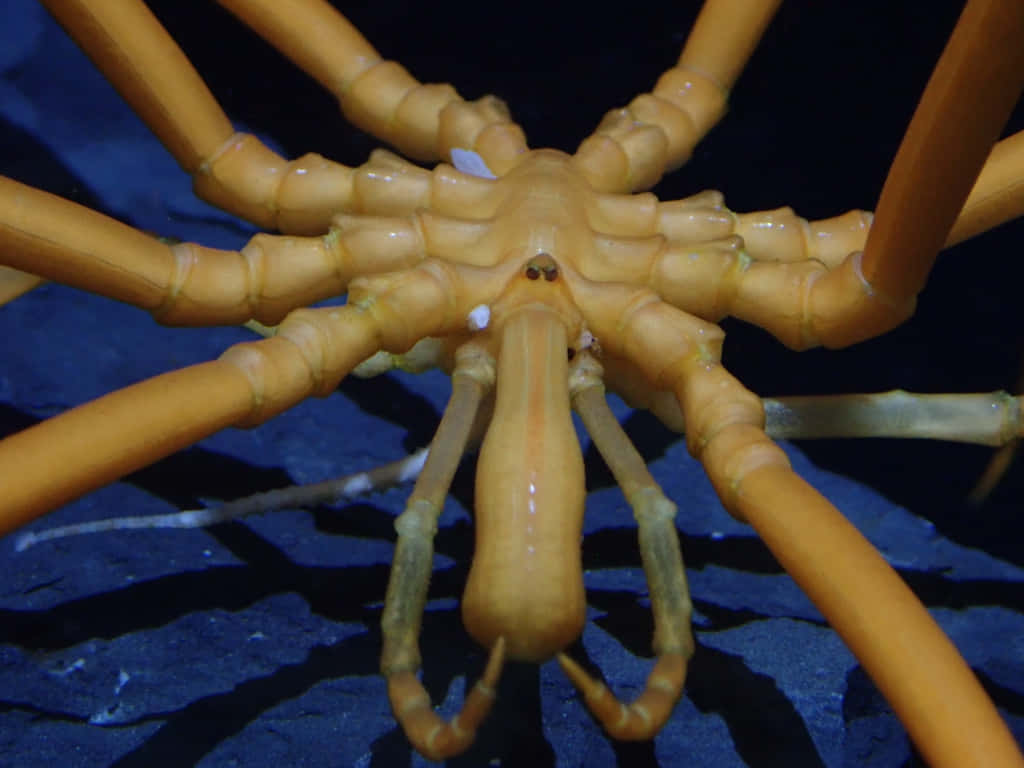 Sea Spider Up Close Wallpaper