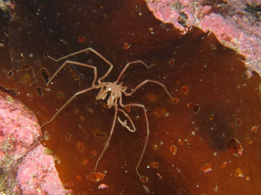 Sea Spiderin Natural Habitat.jpg Wallpaper