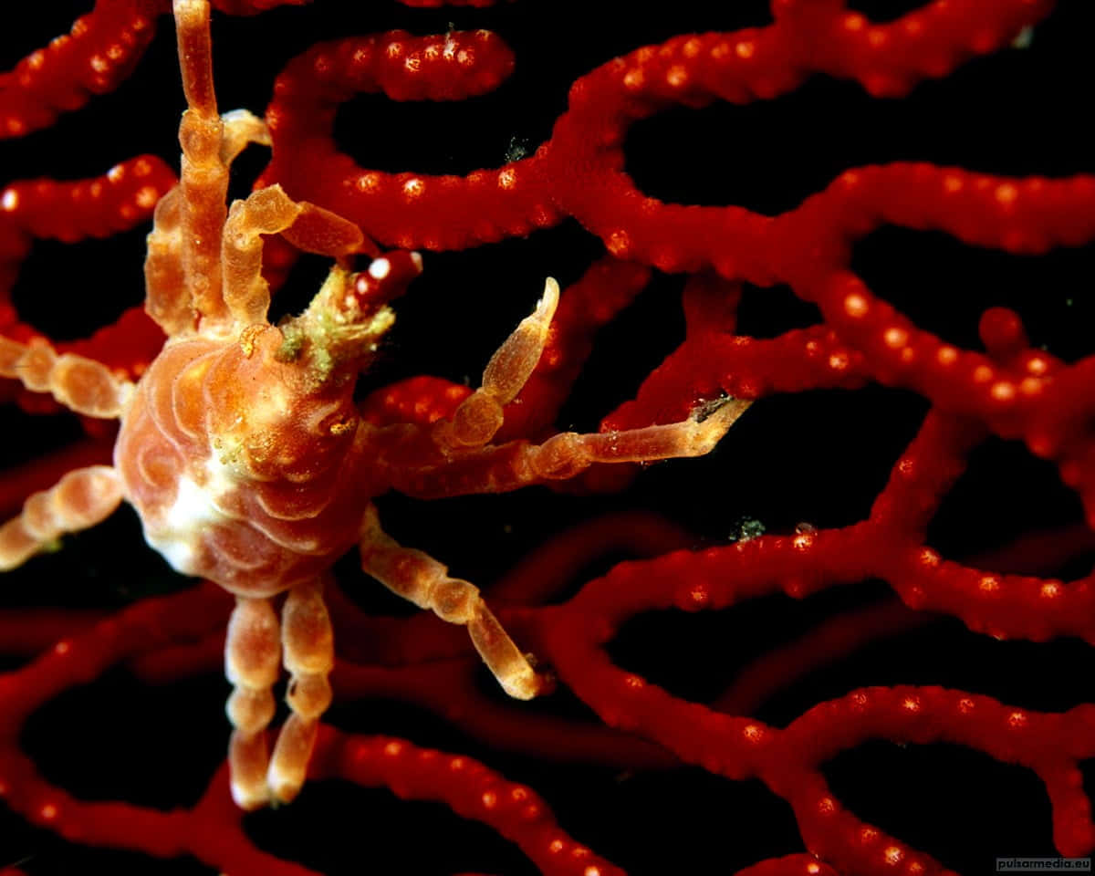 Sea Spideron Coral Branches Wallpaper