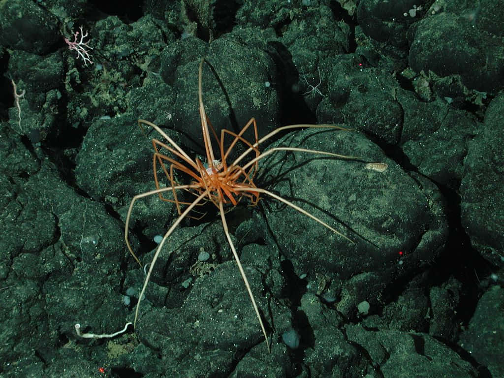 Sea Spideron Ocean Floor Wallpaper