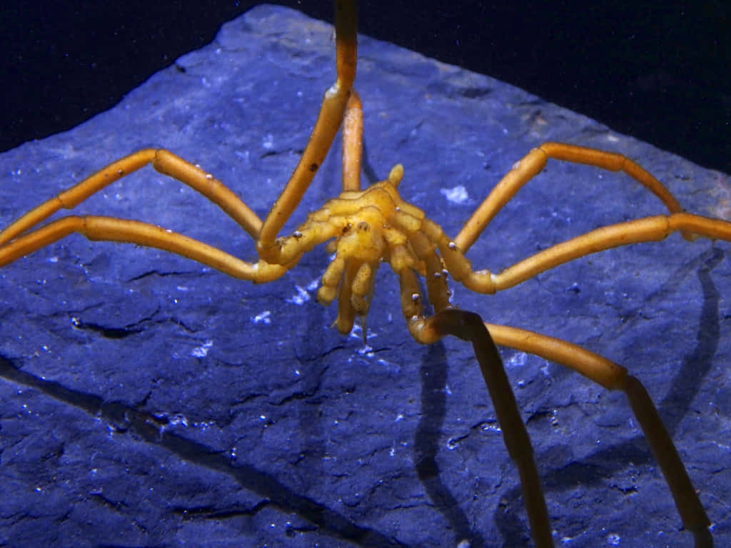 Sea Spideron Rock Wallpaper