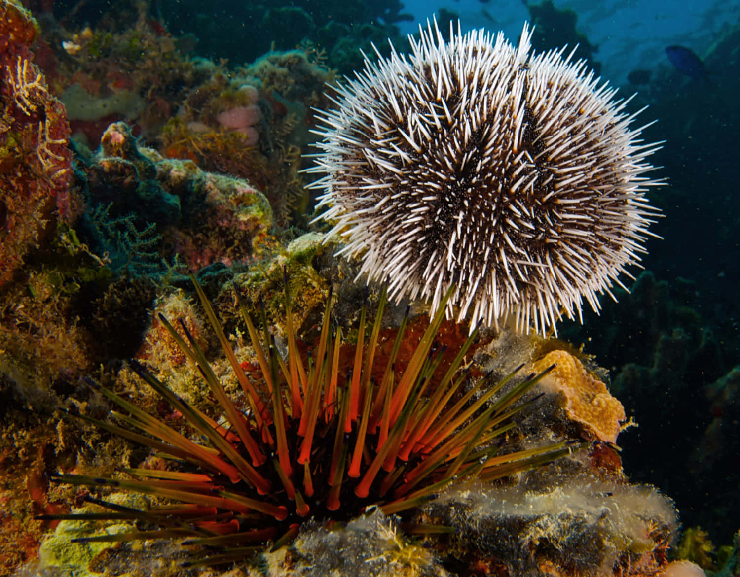 Sea_ Urchin_and_ Sea_ Star_ Underwater Wallpaper