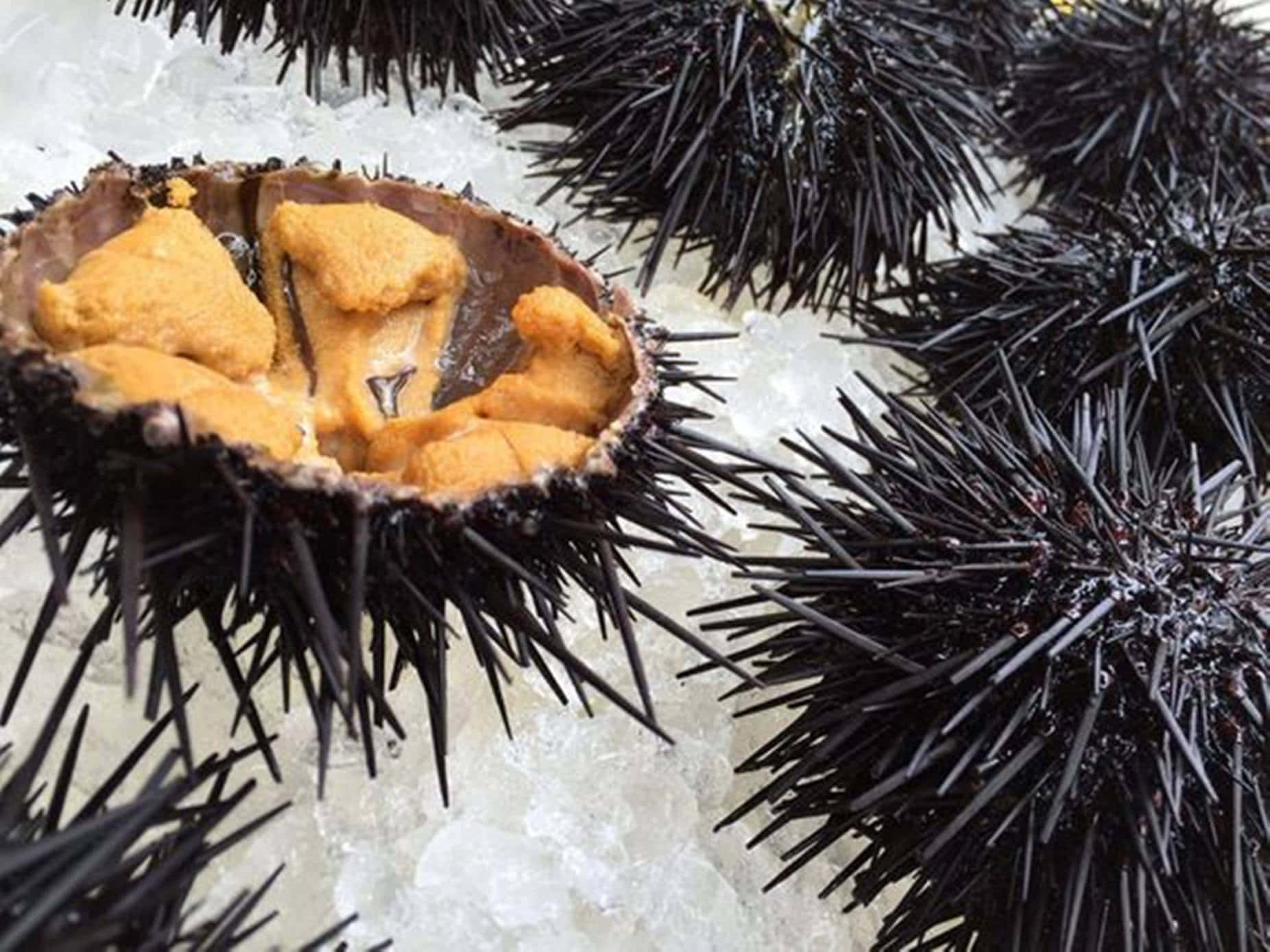 Sea Urchins Delicacy Wallpaper