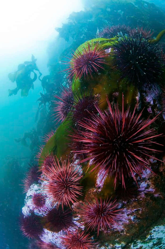 Sea Urchins Underwater Scene Wallpaper