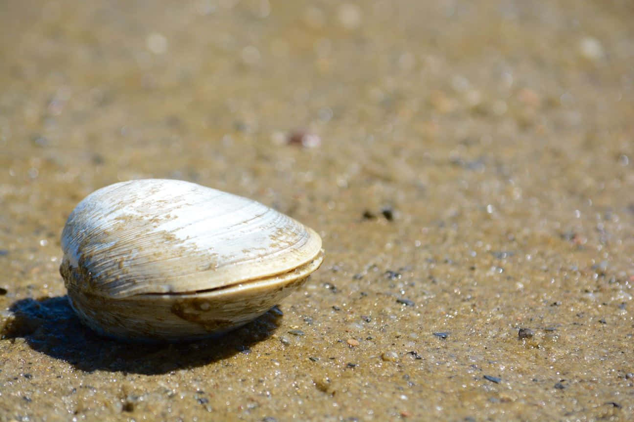 Seashellon Sandy Beach Wallpaper