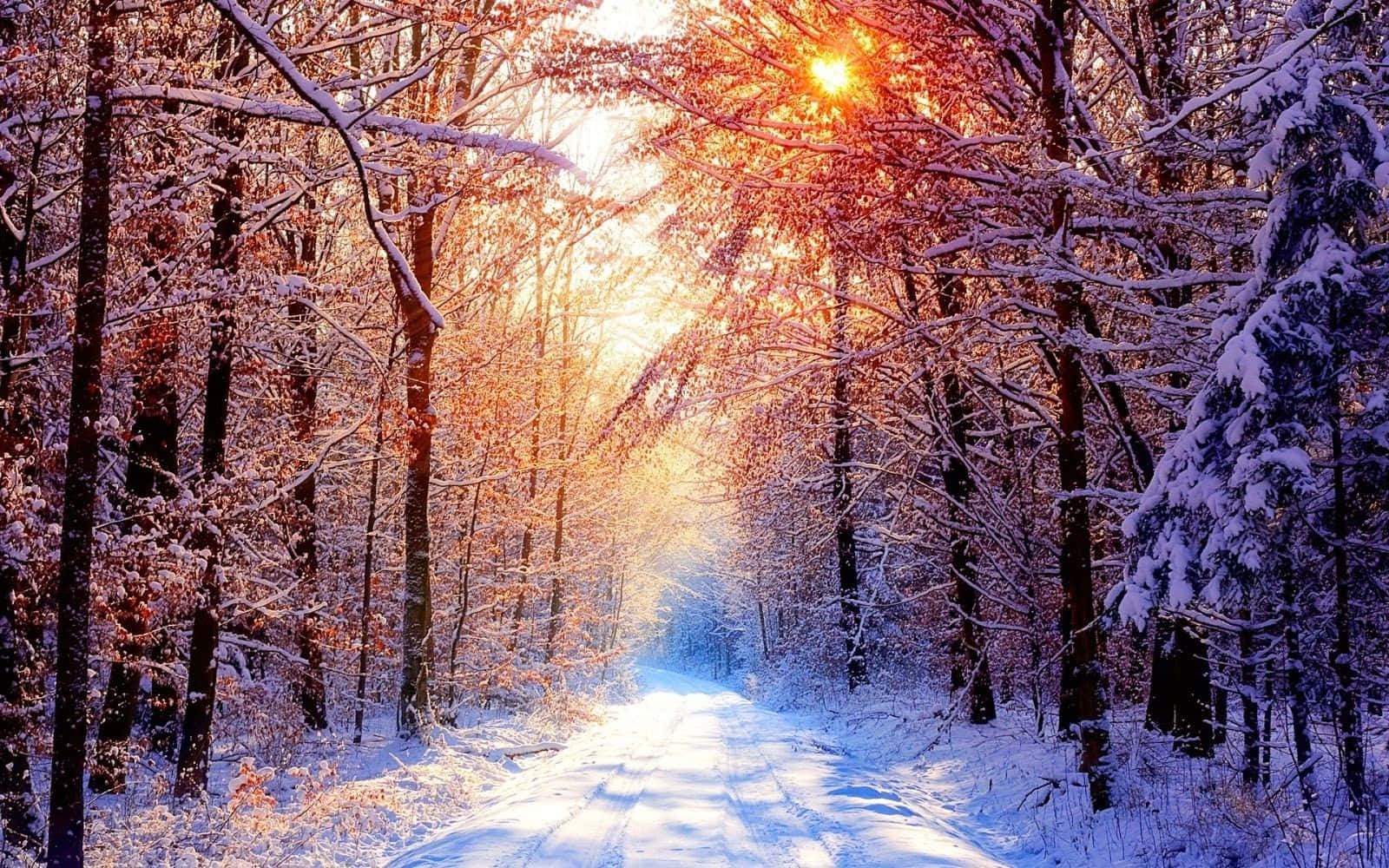 Seasonal Winter Forest Wallpaper