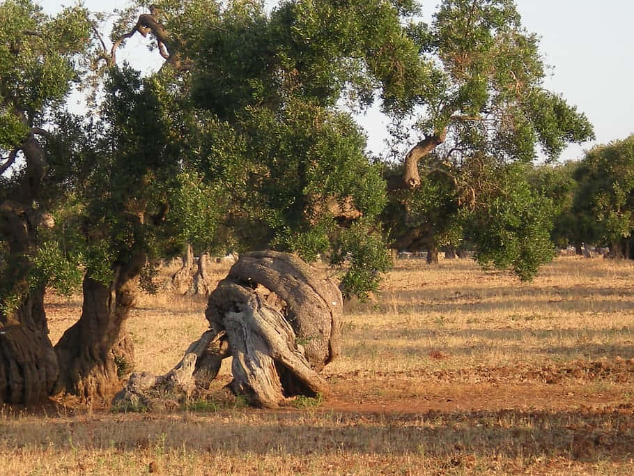 Secular Olive Trees In Europe Wallpaper