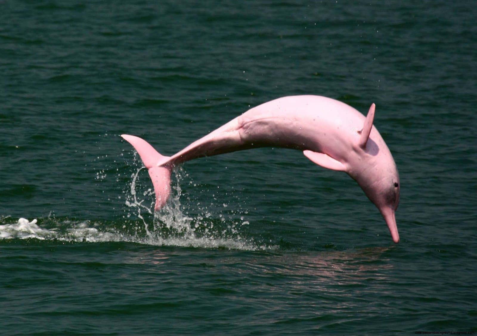 See The Stunning Beauty Of A Pink Dolphin Wallpaper