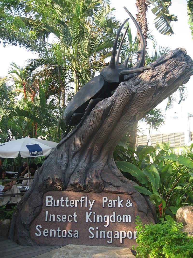 Sentosa Butterfly Park Insect Kingdom Entrance Wallpaper