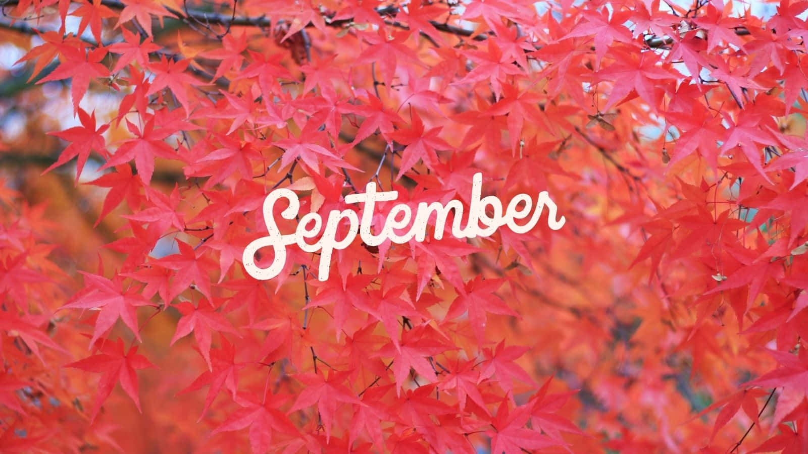 September Autumn Leaves Backdrop Wallpaper